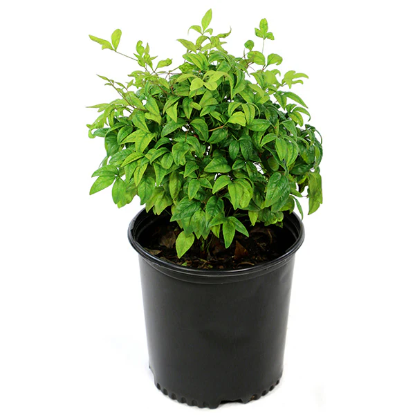 Nandina Firepower