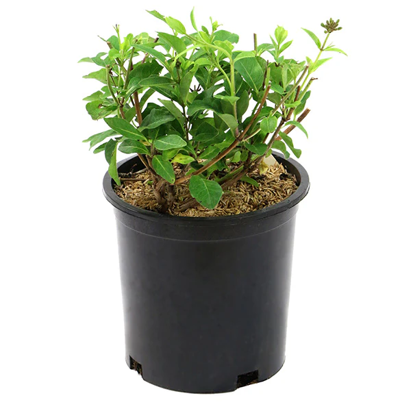 Lonicera Serontina
